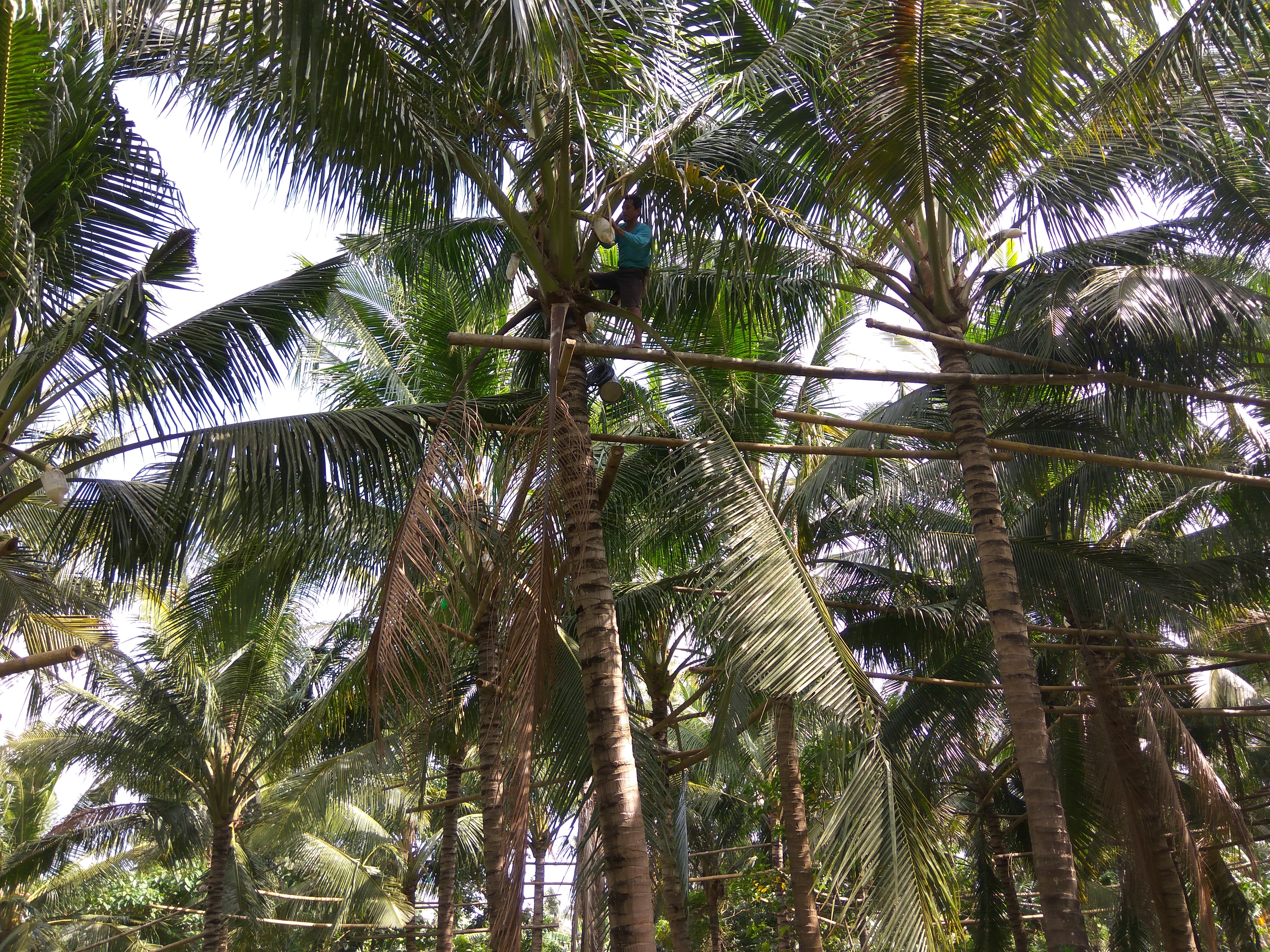 Our Vision - Coco Deli